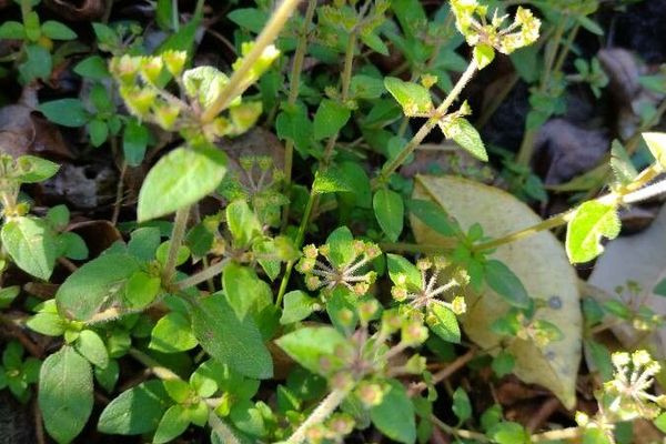 Pomax umbellata