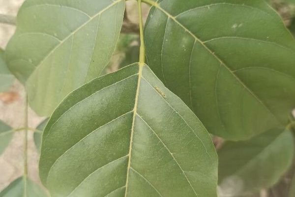 Indian beech