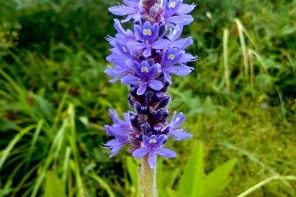 Pickerel-weed