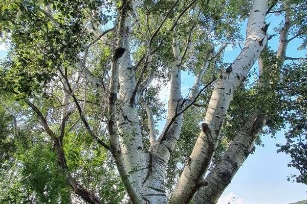 Silverleaf poplar