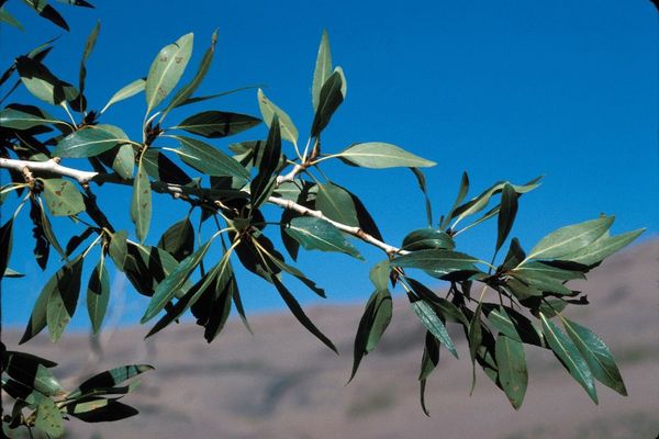 Mountain cottonwood