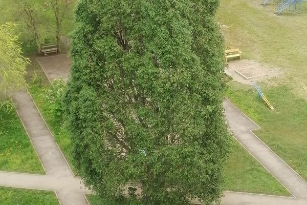 Balsam poplar