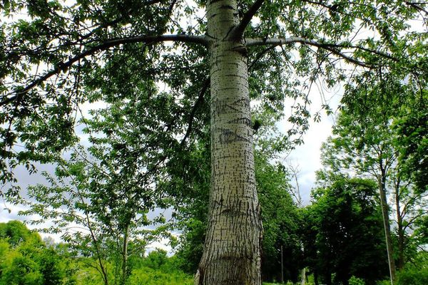 Grey poplar
