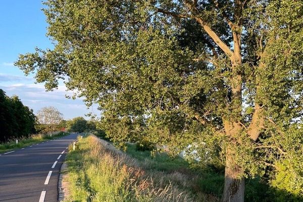 Eastern cottonwood