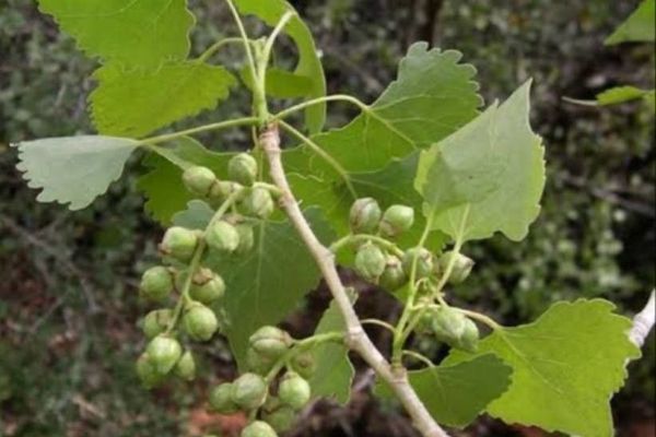 Fremont's cottonwood