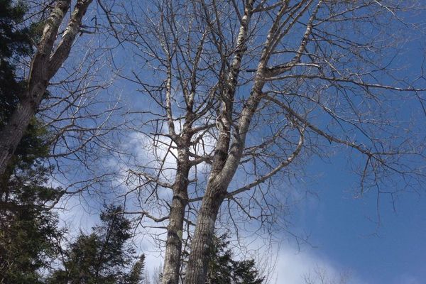 Bigtooth aspen