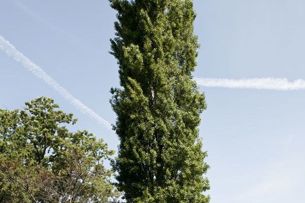 Lombardy poplar