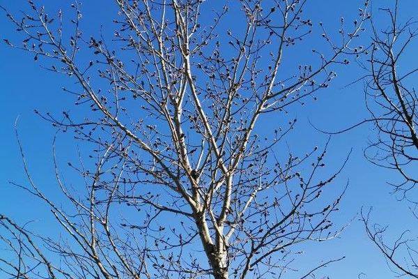 American aspen