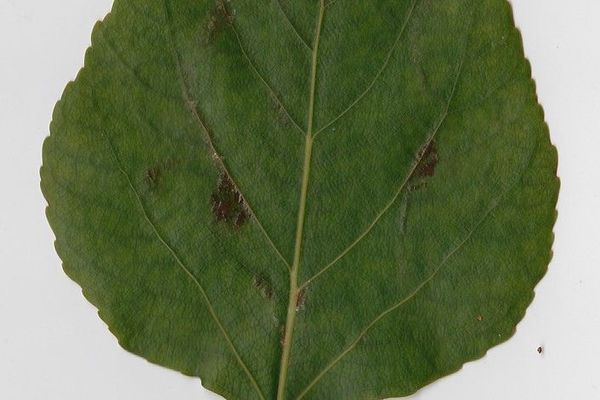 Western balsam poplar