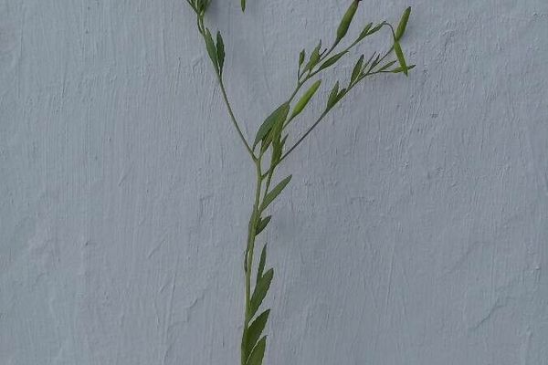 Yerba porosa