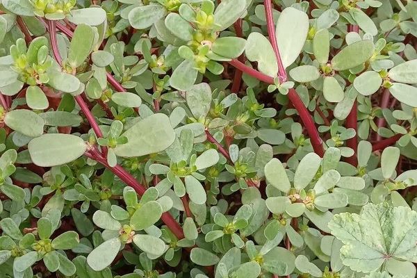Common purslane