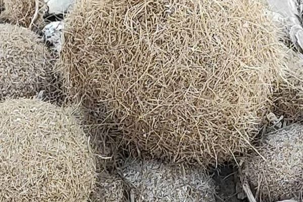 Mediterranean tapeweed