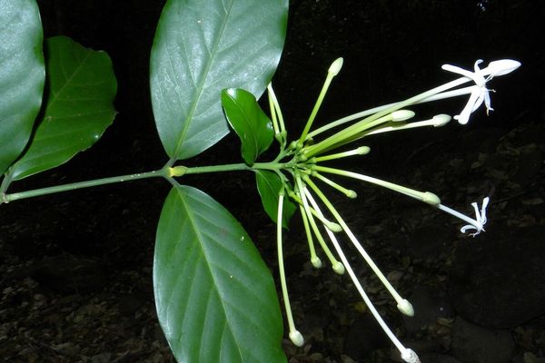 Posoqueria latifolia