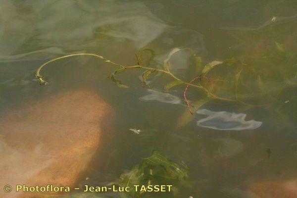 Alpine pondweed