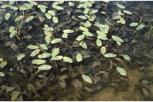 Largeleaf pondweed