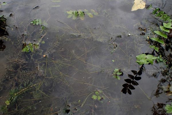 Little aguja pondweed