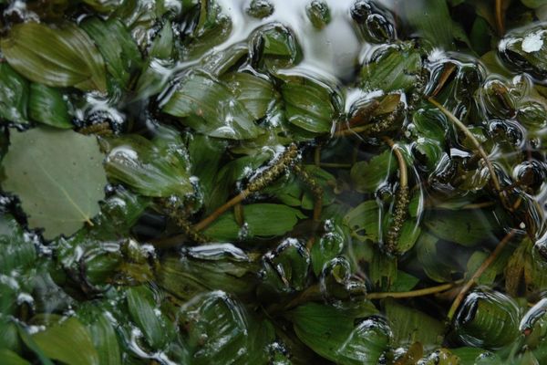 Fen pondweed