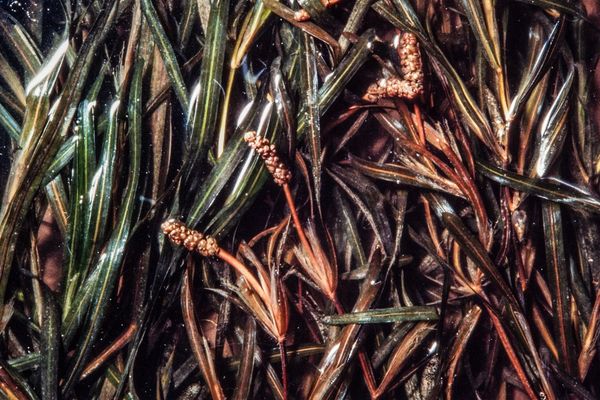 Grass-wrack pondweed