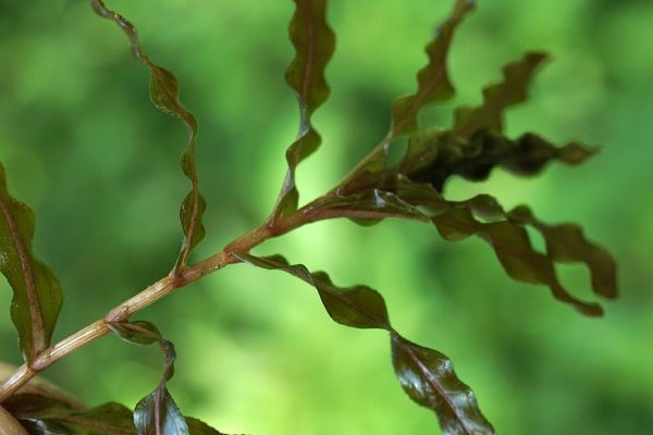 Curled pondweed