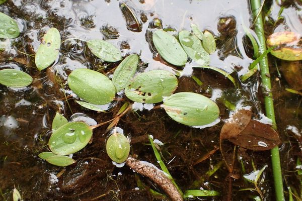 Waterthread pondweed