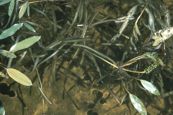 American pondweed
