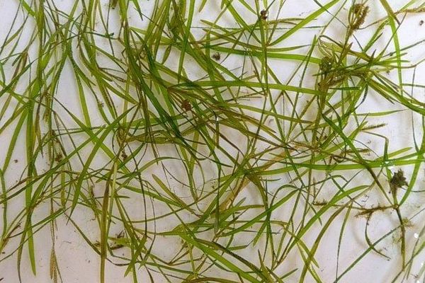 Leafy pondweed