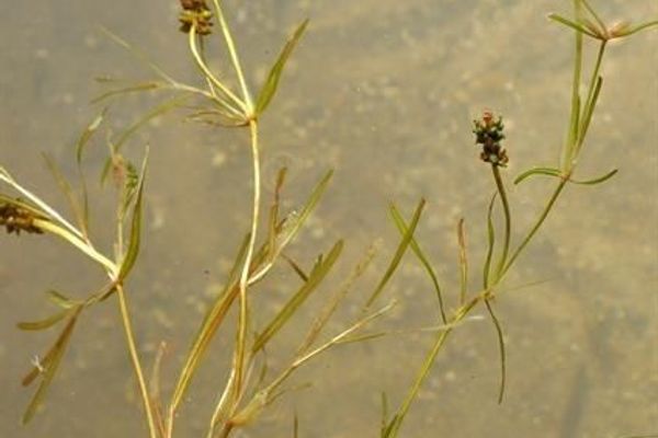 Fries' pondweed
