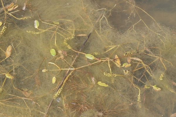 Various-leaf pondweed