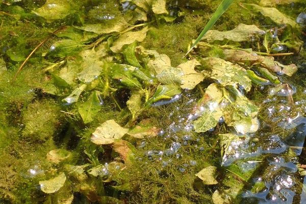 Shining pondweed