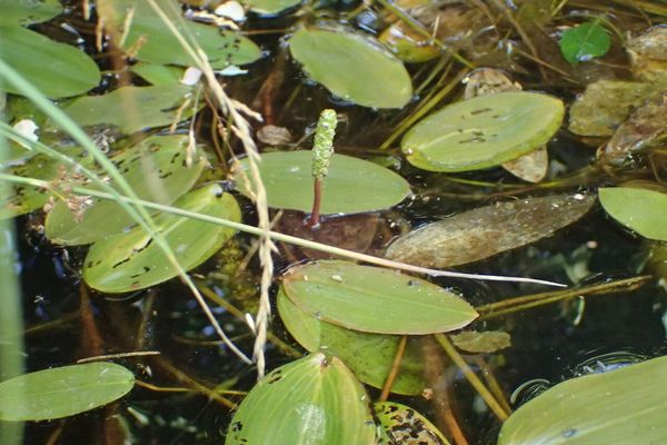 Floating-leaf pondweed