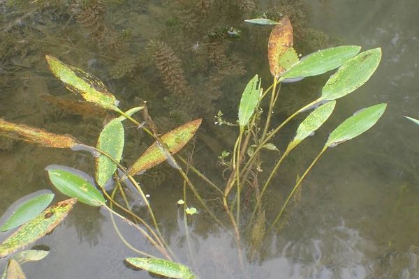 Longleaf pondweed