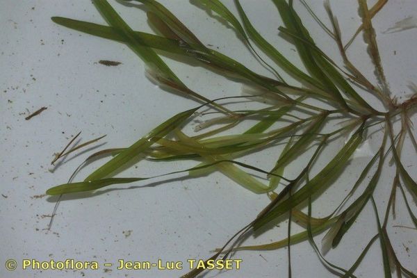 Blunt-leaved pondweed