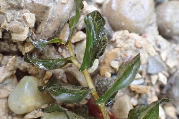 Perfoliate pondweed