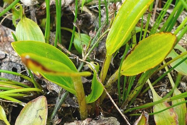 Bog pondweed