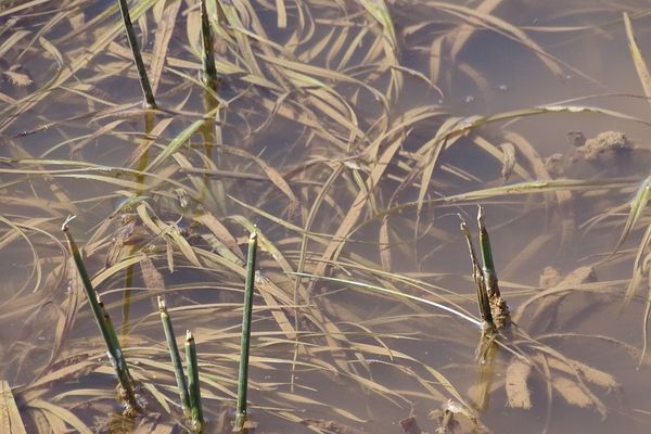 Lesser pondweed