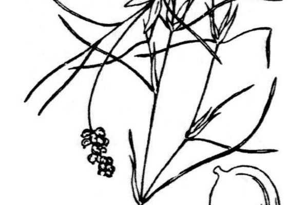 Hairlike pondweed