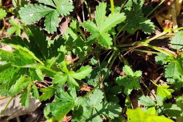 English cinquefoil