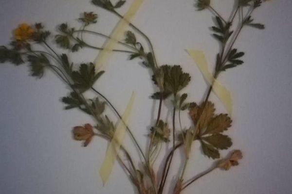 Bluff cinquefoil