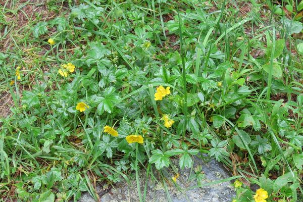 Golden cinquefoil