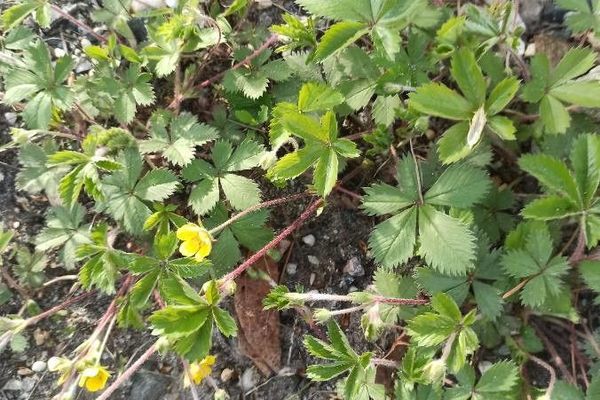 Common cinquefoil