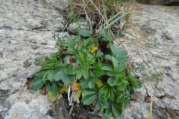 Potentilla caulescens