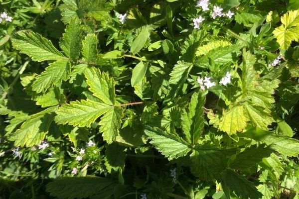 Chinese cinquefoil