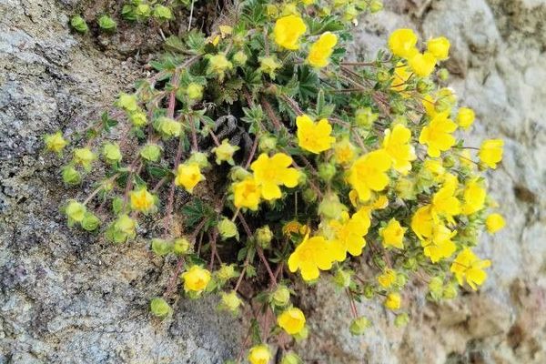 Alpine cinquefoil