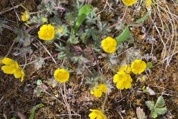 Potentilla heptaphylla