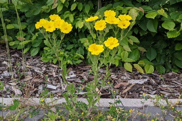 Potentilla hirta