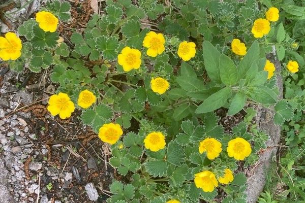 Arctic cinquefoil