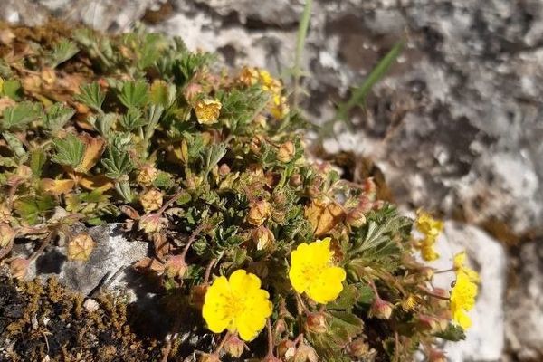 Potentilla incana