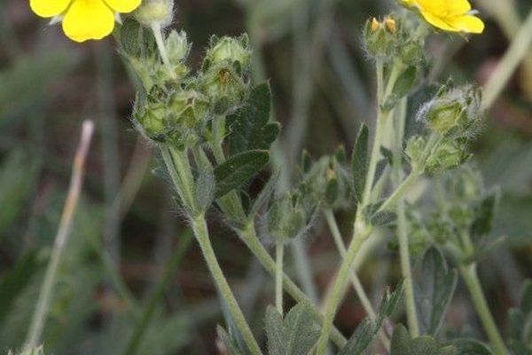 Grey cinquefoil