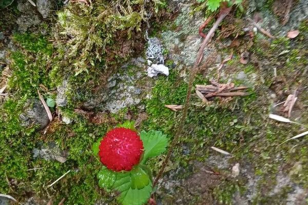 Indian strawberry