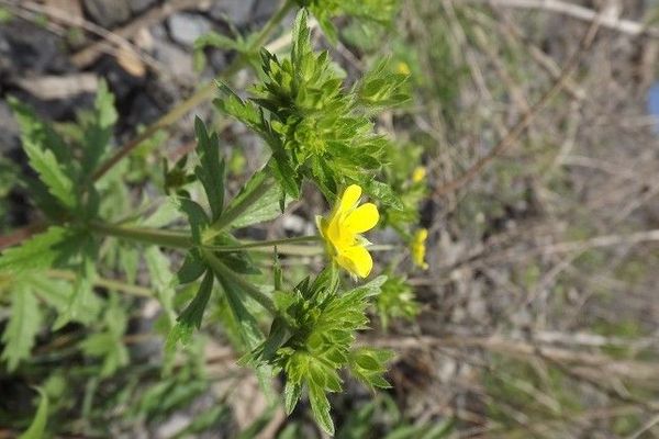 Downy cinquefoil